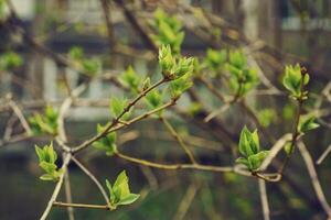 budding young lilac leaves on a twig on a sunny spring day photo