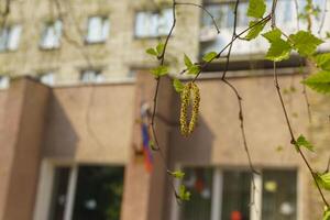 pendientes floreciente abedul en primavera en el antecedentes de el bandera de Rusia en el ciudad foto