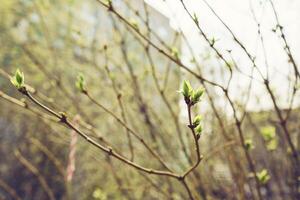 budding young lilac leaves on a twig on a sunny spring day photo