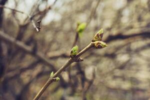 budding young lilac leaves on a twig on a sunny spring day photo