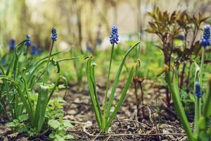 delightful primrose flowers framed by green leaves on a sunny spring day photo