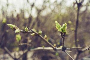 budding young lilac leaves on a twig on a sunny spring day photo