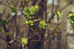 en ciernes joven lila hojas en un ramita en un soleado primavera día foto
