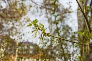 blooming maple on a sunny spring day against the background of city buildings photo