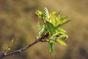 two ladybugs crawling on young budding maple leaves photo