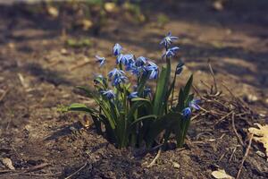 encantador primavera flores enmarcado por verde hojas en un soleado primavera día foto