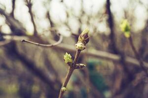 budding young lilac leaves on a twig on a sunny spring day photo