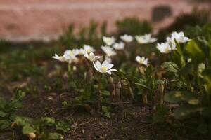 delightful primrose flowers framed by green leaves on a sunny spring day photo