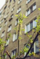 floreciente arce en un soleado primavera día en contra el antecedentes de ciudad edificios foto