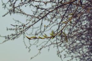 buds and blossoming young leaves of poplar on a sunny spring day against the background of city buildings photo