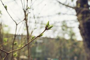 budding young lilac leaves on a twig on a sunny spring day photo