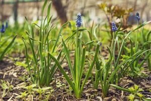 delightful primrose flowers framed by green leaves on a sunny spring day photo