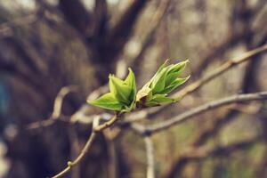 budding young lilac leaves on a twig on a sunny spring day photo