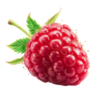 fresh Raspberry transparent photo png