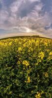 transformation of landscape into a tiny planet. curvature of space. Rapeseed field in sunny day with blue sky video