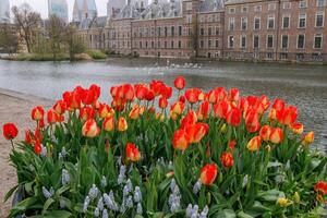 the city of den haag in holland photo