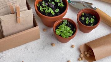 des pots avec divers des légumes semis. video