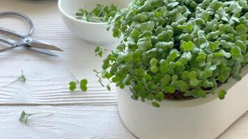 Containers with radish green microgreen sprouts on table. video