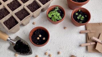 des pots avec divers des légumes semis. video