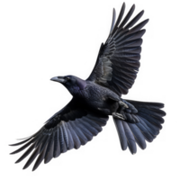 Flying American Crow Bird png