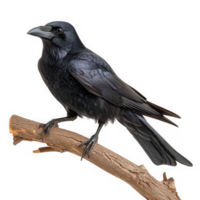 américain corbeau oiseau perché png