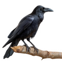 American Crow Bird Perched png