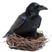 Nesting American Crow Bird png