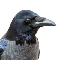 Close up American Crow Bird png