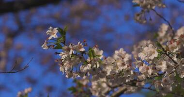 un lento movimiento de Cereza florecer balanceo viento en primavera soleado día cerca arriba video