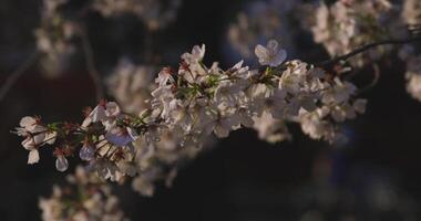 un' lento movimento di ciliegia fiorire oscillante vento nel primavera soleggiato giorno vicino su video