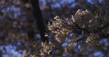een langzaam beweging van kers bloesem swinging wind in voorjaar zonnig dag video