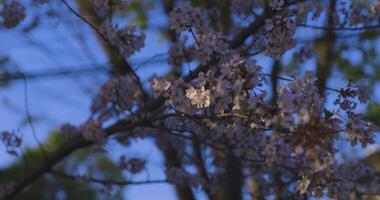 un lento movimiento de Cereza florecer balanceo viento en primavera soleado día video