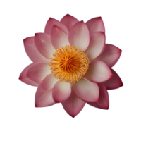 schön Rosa Lotus kostenlos png