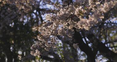 une lent mouvement de Cerise fleur balançant vent dans printemps ensoleillé journée video