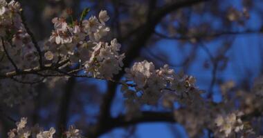 un lento movimiento de Cereza florecer balanceo viento en primavera soleado día video