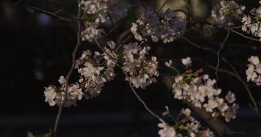 en långsam rörelse av körsbär blomma svängande vind i vår solig dag video