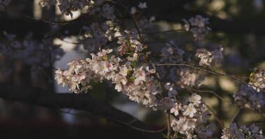 en långsam rörelse av körsbär blomma svängande vind i vår solig dag video