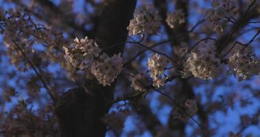 en långsam rörelse av körsbär blomma svängande vind i vår solig dag video
