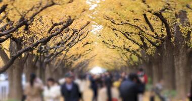 Walking people at the ginkgo street in Tokyo at autumn video