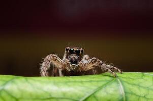 saltando araña o salticidae en un hoja foto