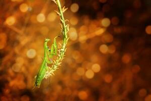 Praying Mantis Mantodea is crawling on the tops of grass leaves photo