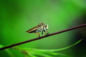 The robber fly or Asilidae was eating its prey on the branch of a grumble photo
