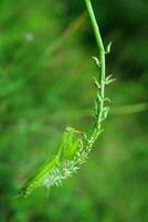 Orando mantis mantodea es gateando en el tapas de césped hojas foto