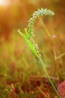 Orando mantis mantodea es gateando en el tapas de césped hojas foto