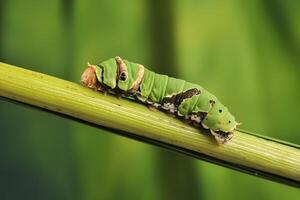 A Caterpillar Citrus Swallowtail photo