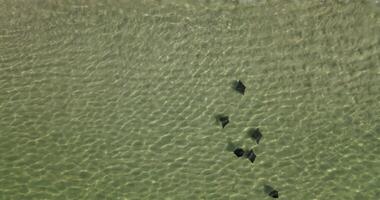 Stingrays swimming near shore coastline video