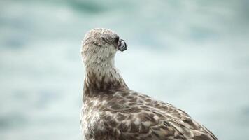 gaivota em a fundo do a mar fechar-se. uma jovem gaivota carrinhos em a Beira Mar e voltas Está cabeça. video