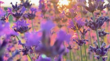 detailopname van lavendel bloemen in een veld- net zo de camera pannen door hen en uit in de zonsondergang licht. aromatherapie en landbouw concept. video