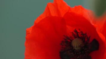 een dichtbij omhoog van een rood papaver bloem. de bloem is in vol bloeien en heeft een helder rood kleur. concept van schoonheid en levendigheid, net zo de rood kleur van de bloem staat uit tegen de blauw achtergrond. video