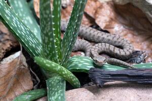 áspid víbora, vipera aspis foto